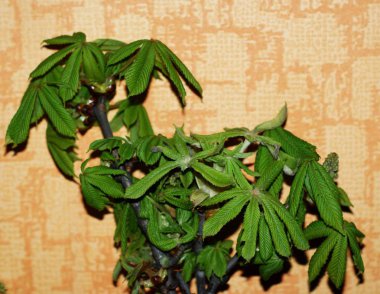 Soyut bir arka plan üzerinde bir tencerede küçük palmiye ağacı