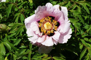 Çok renkli çiçeklerile fotoğraf arka plan. Sarı, beyaz ve kırmızı