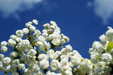 Beyaz bulutlar ile mavi bir gökyüzüne karşı vahşi beyaz çiçekler
