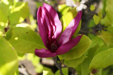 Bir parkta ağaç dalları üzerinde Manolya çiçekleri