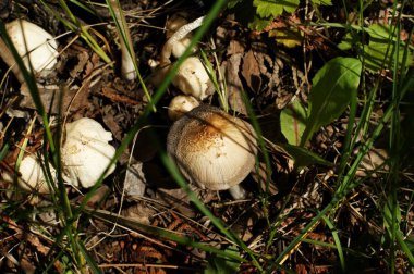 Yapraklar arasında vahşi mantarlar.