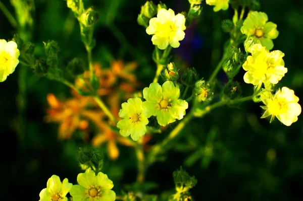 Gelbe Blumen in der Wildnis auf einem Hintergrund Sonnenuntergang — Stockfoto