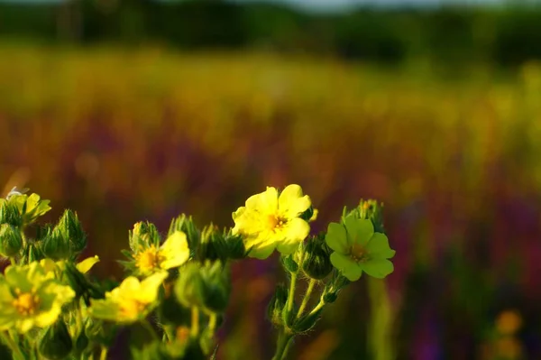 Yellow flowers in the wild on a background sunset — Stock Photo, Image