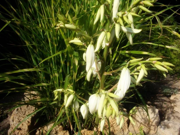 背景の鐘に似た白い花 — ストック写真