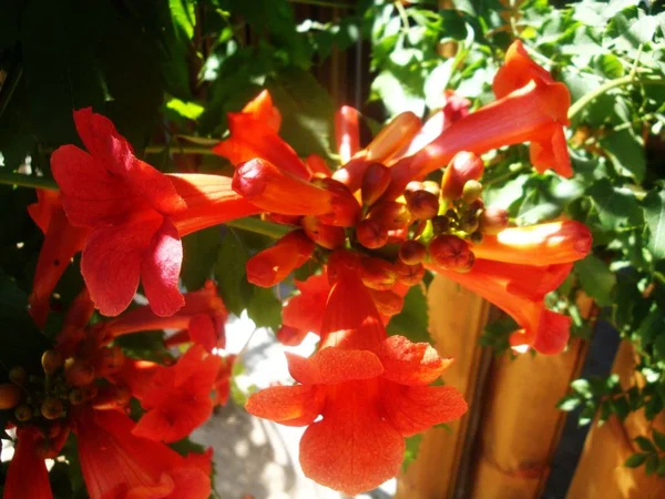 Красные мясистые цветы, растущие на дереве в дикой природе — стоковое фото