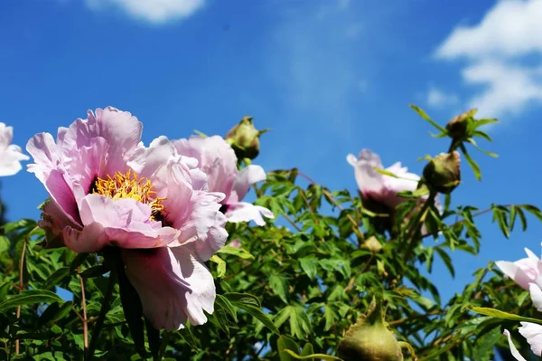 El té floreciente se ha levantado contra el cielo azul - para la postal — Foto de Stock