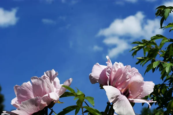 El té floreciente se ha levantado contra el cielo azul - para la postal — Foto de Stock