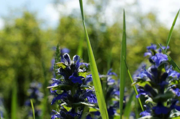 Flores silvestres azules en la naturaleza sobre un fondo de hierba verde y cielo azul —  Fotos de Stock