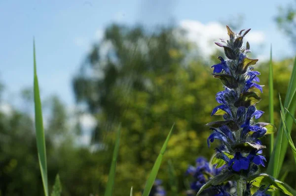 Yeşil çimen ve mavi gökyüzü bir arka plan karşı vahşi Mavi kır çiçekleri — Stok fotoğraf