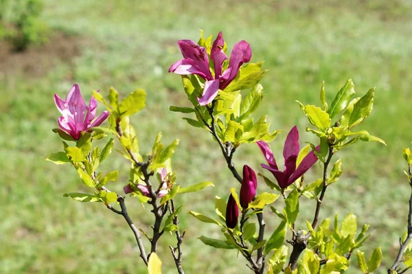 Magnolia flowers on tree branches in a park — Stock Photo, Image