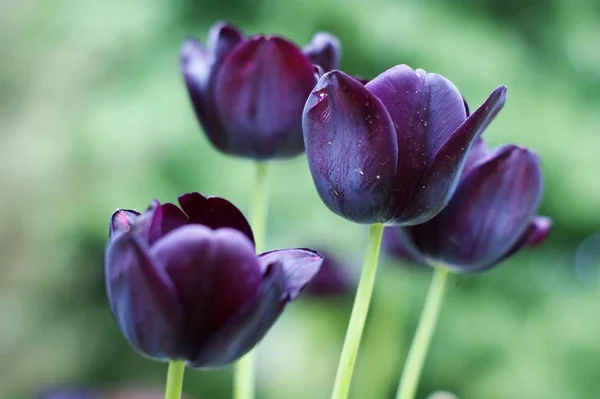 Dark Blue Tulips with Fleshy Petals. Landscape with tulips. — Stock Photo, Image