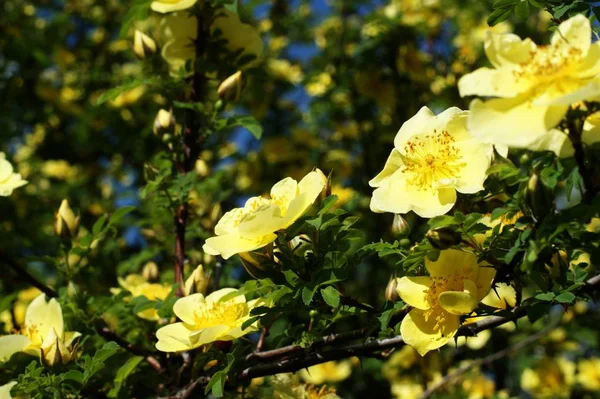 Flores amarillas en la naturaleza sobre un atardecer de fondo — Foto de Stock