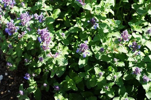 Yeşil yapraklarıbir arka plan karşı vahşi Mavi kır çiçekleri — Stok fotoğraf