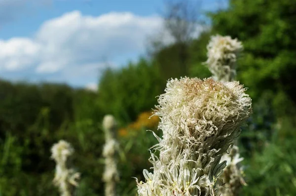 Exóticas flores silvestres esponjosas blancas sobre un fondo de vegetación de jardín — Foto de Stock