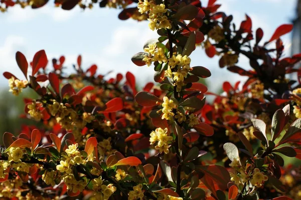 Rote Blätter und gelbe Blüten auf einem Ast vor blauem Himmel — Stockfoto