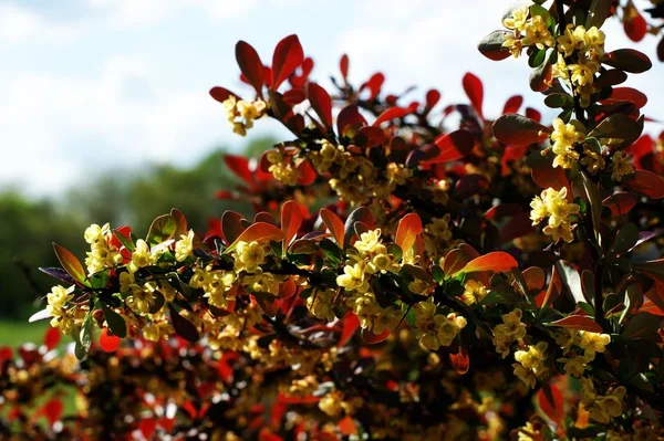 Foto pozadí s více barevnými květy. Žlutá, bílá a červená — Stock fotografie