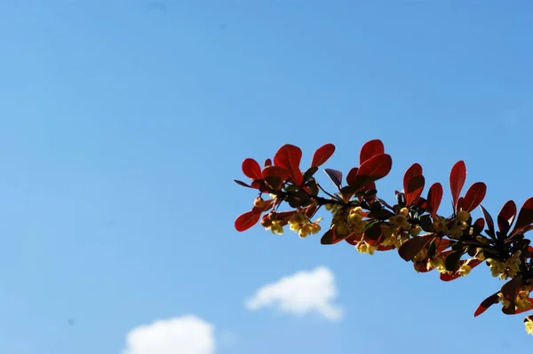 Rode bladeren en gele bloemen op een tak tegen een blauwe hemel — Stockfoto