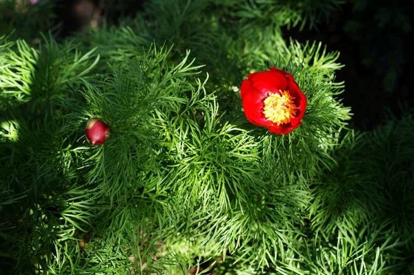 Flores vermelhas de cereja em uma árvore na natureza — Fotografia de Stock