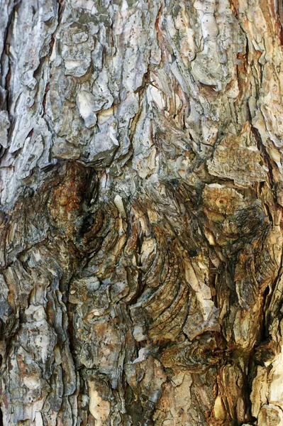 A fakéregfa szerkezete, mint természetes háttér — Stock Fotó