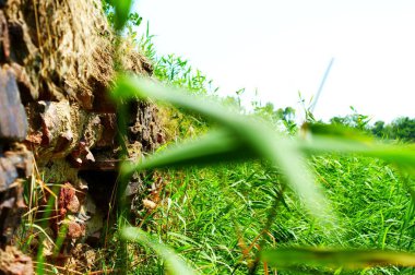 Sazlıların yakınındaki nehir kenarındaki antik taş duvar