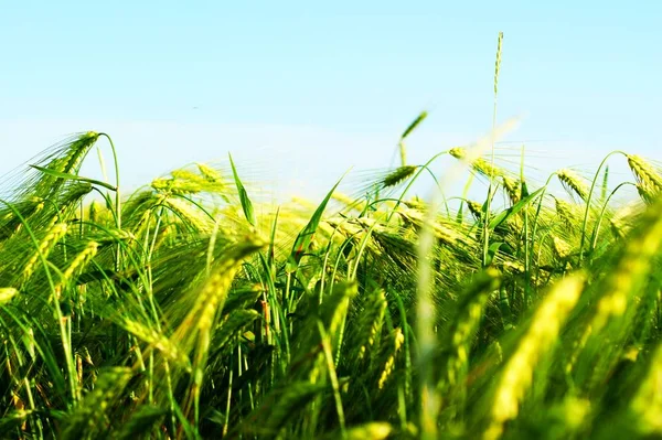 El trigo verde se balancea en el viento. Orejas de trigo —  Fotos de Stock