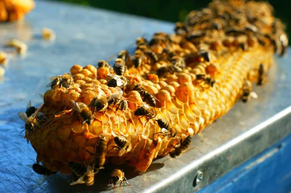 Des rayons de miel. Le manque de netteté des abeilles individuelles est dû à leur activité — Photo