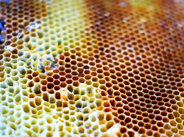 Honeycombs. 개별 꿀벌의 선명도의 부족은 그들의 활성 때문입니다 — 스톡 사진