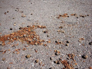 Üzerine dağınık fındık ile Doku beton yol.