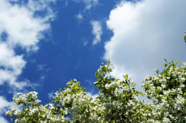 Mavi gökyüzünün arka planında tebrik kartı ağacı dalları için arka plan