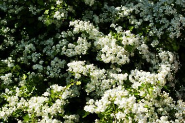 Güzel beyaz çiçekli dalları ile Bahar sınır arka plan