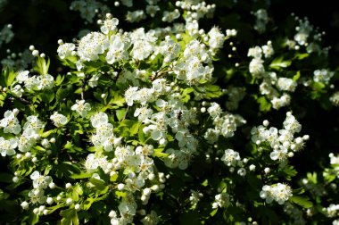 Güzel beyaz çiçekli dalları ile Bahar sınır arka plan