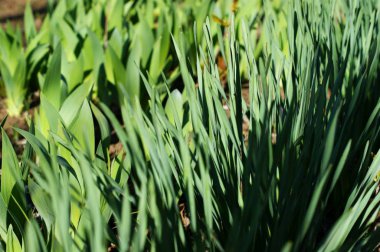 Arkaplan için yeşil çimen deseni ve dokusu.