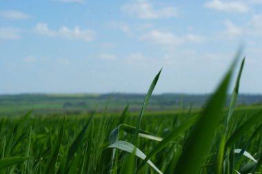 Arkaplan için yeşil çimen deseni ve dokusu.