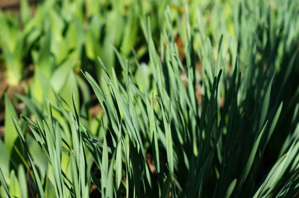 Arkaplan için yeşil çimen deseni ve dokusu.