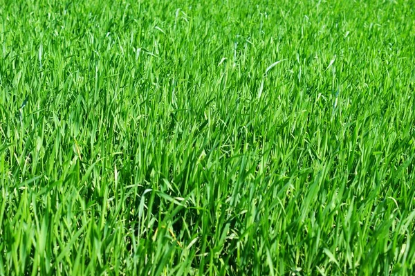 Молодая зеленая пшеница растет в поле . — стоковое фото