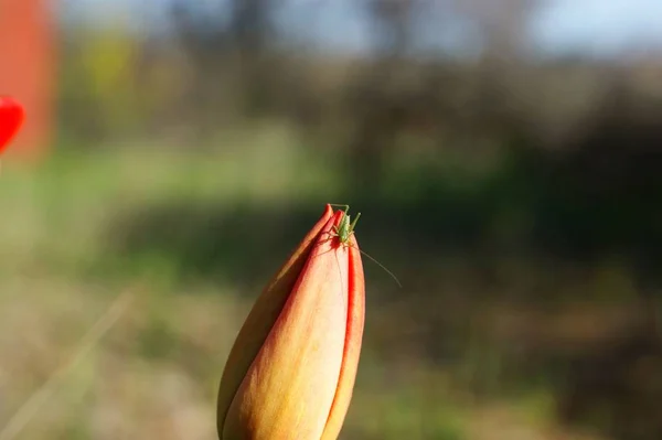 Nahaufnahme eines Frühlings und einer jungen roten Tulpe mit wachsenden Blättern — Stockfoto
