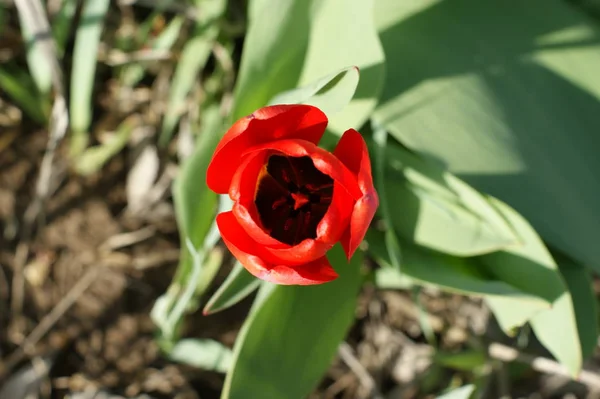 Flores de tulipanes rojos, flores de primavera florecen, una flores en la estepa — Foto de Stock