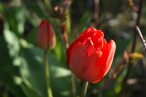 Flores de tulipanes rojos, flores de primavera florecen, una flores en la estepa — Foto de Stock