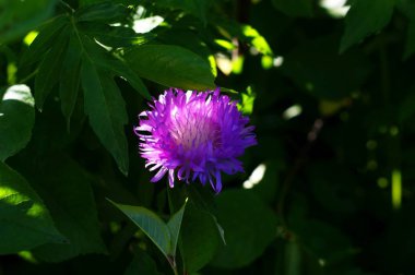 Küçük bir mor kır çiçeği veya yabani bulunan bir yabani