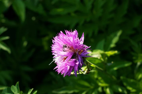 A small purple wildflower or weed found — Stock Photo, Image