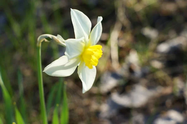 Jonquille blanche sur fond vert. Jonquille blanche à la trompette jaune . — Photo