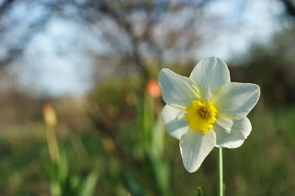Um narciso branco no fundo verde. Narciso branco com trompete amarelo . — Fotografia de Stock