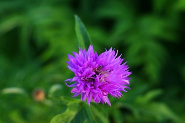Küçük bir mor kır çiçeği veya yabani bulunan bir yabani