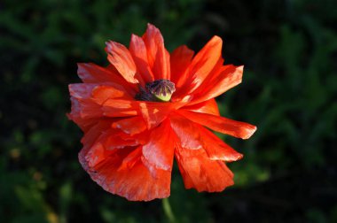 Arka planda çiçek açan gelincik çiçekleri.