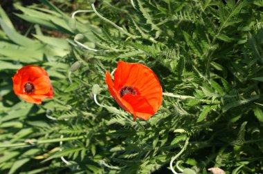Yeşil çayıra karşı kırmızı haşhaş çiçekleri. Yakın çekim