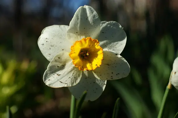 Um narciso branco no fundo verde. Narciso branco com trompete amarelo . — Fotografia de Stock