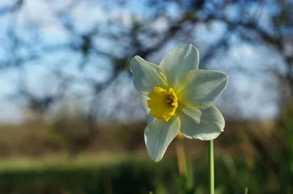 Um narciso branco no fundo verde. Narciso branco com trompete amarelo . — Fotografia de Stock