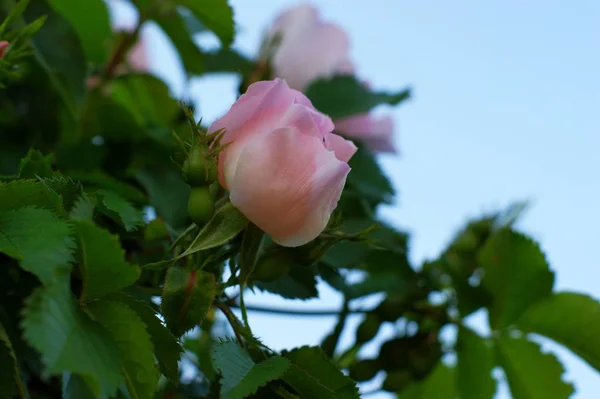 Picture wild rose on bushes in the garden