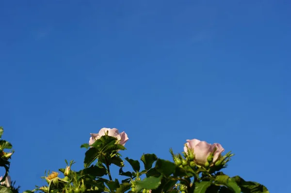 Romantische rozen met vrije ruimte voor tekst op Sky-achtergrond — Stockfoto