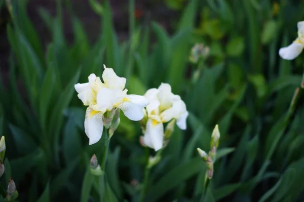 Flores de íris no jardim, íris barbudo flor maravilhosa — Fotografia de Stock